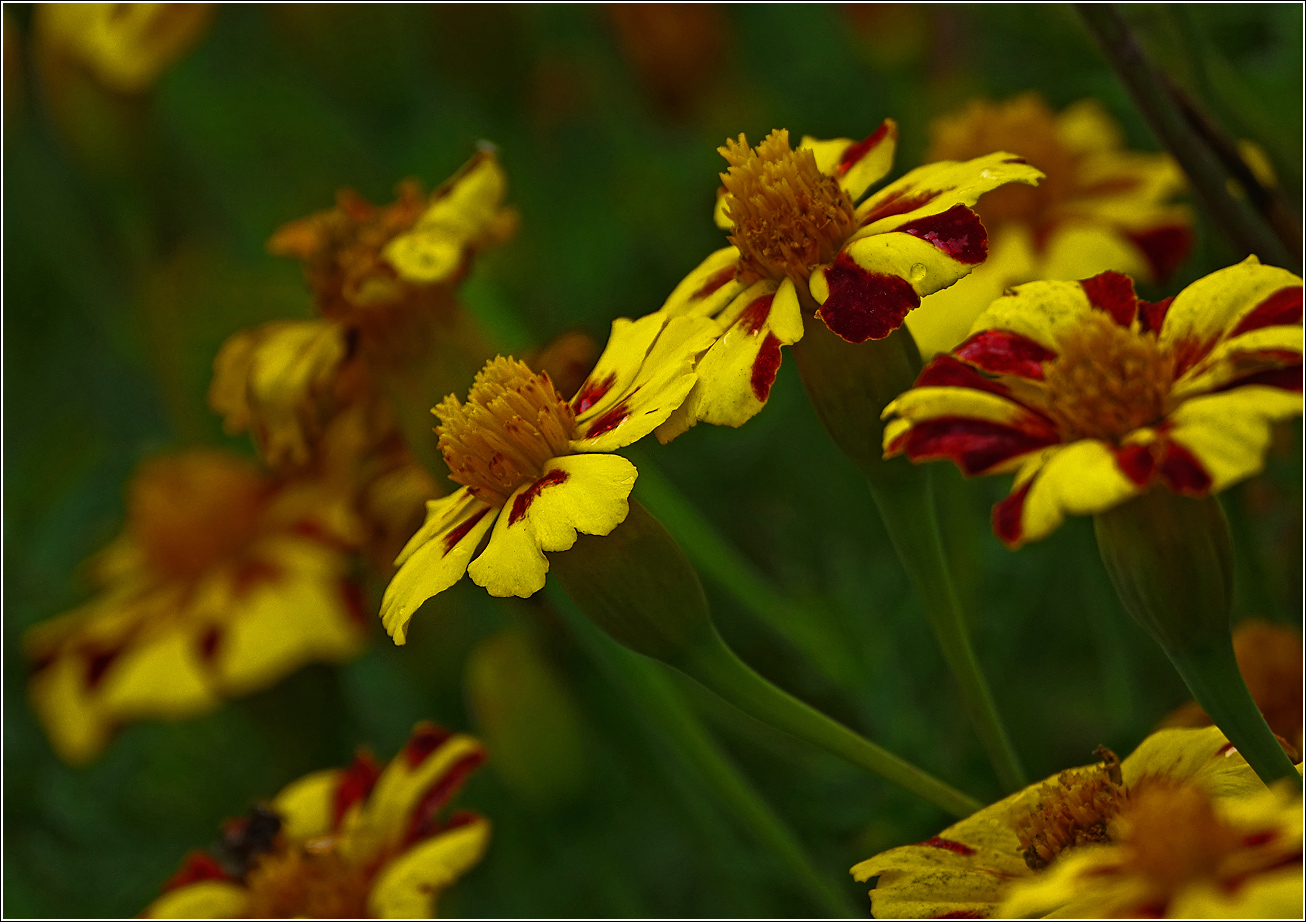 Image of Tagetes patula specimen.