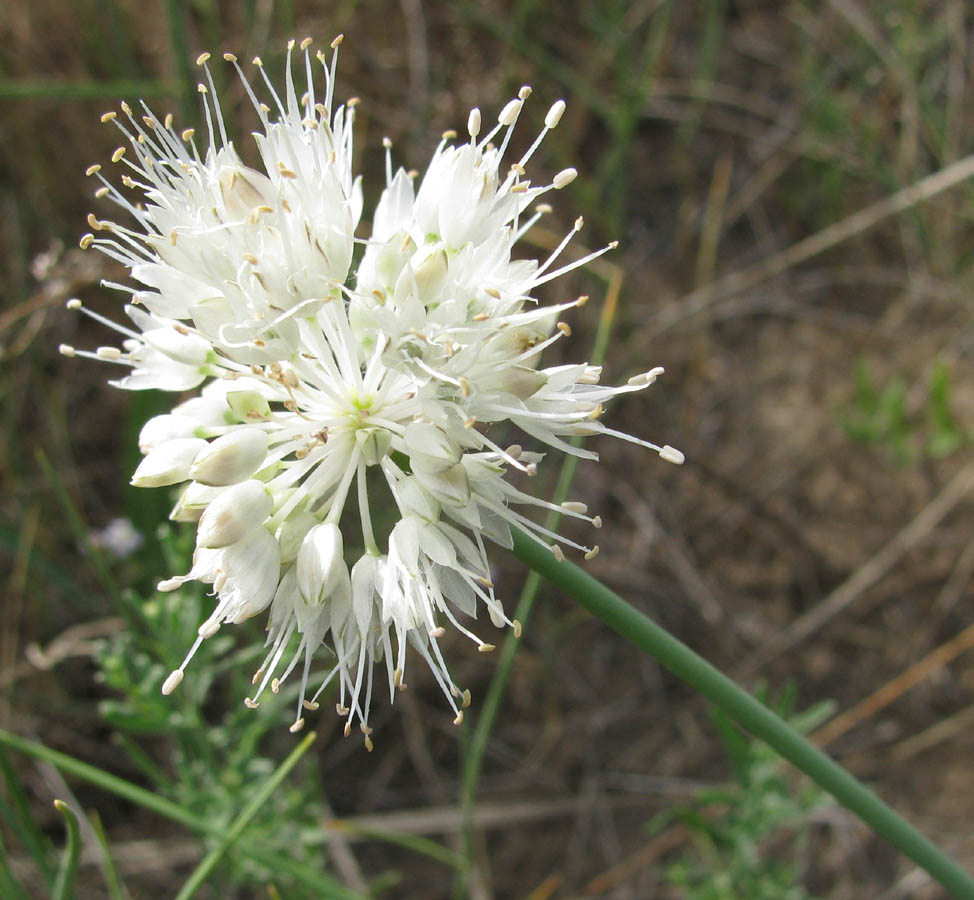 Изображение особи Allium leucocephalum.