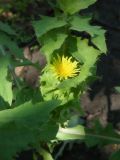 Sonchus asper