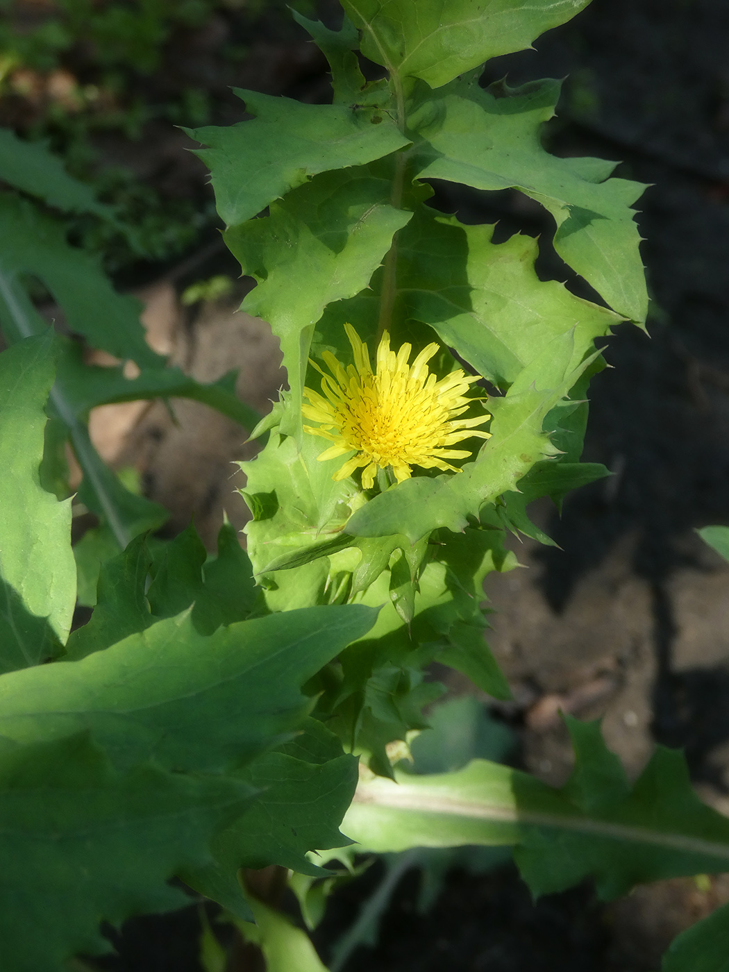 Image of Sonchus asper specimen.