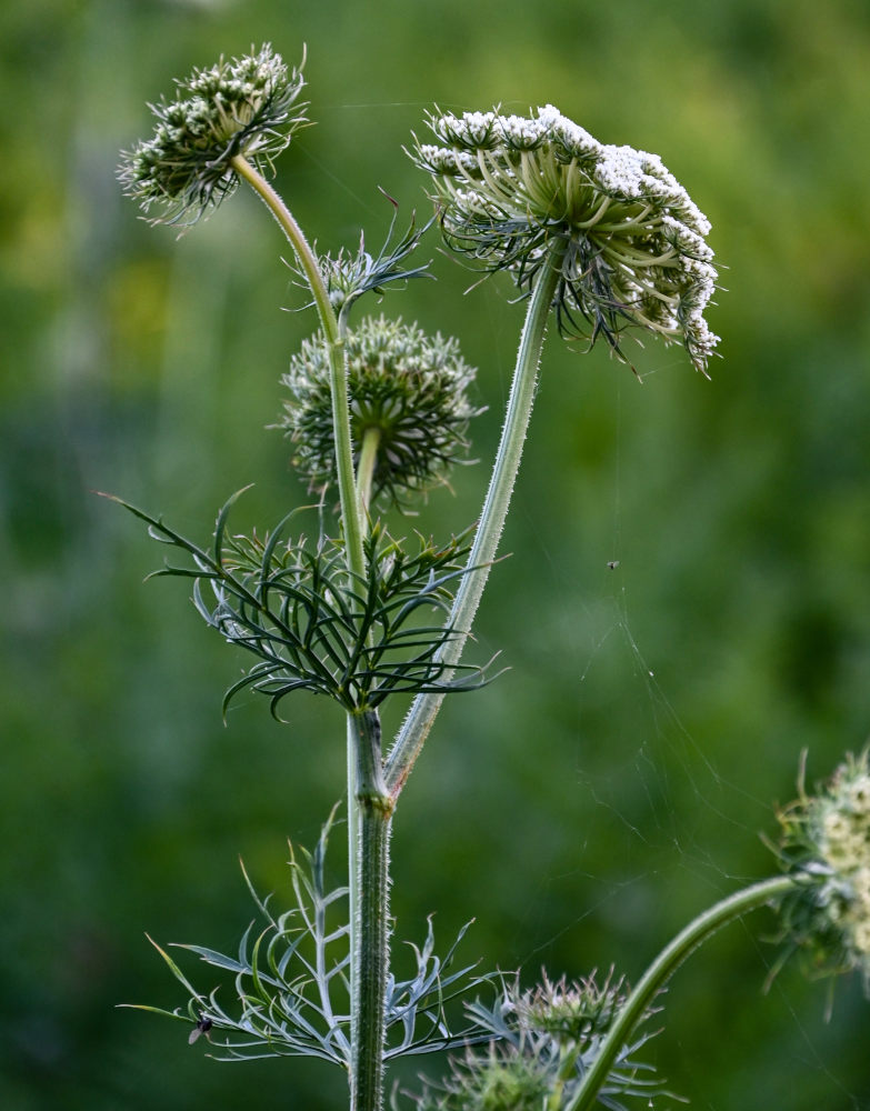 Изображение особи Daucus sativus.