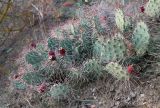 Opuntia разновидность camanchica