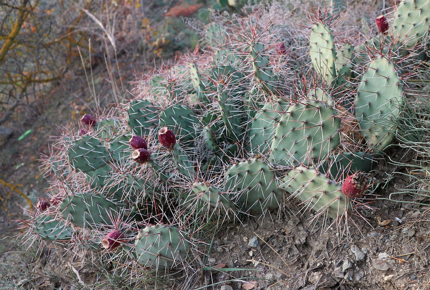 Изображение особи Opuntia phaeacantha var. camanchica.