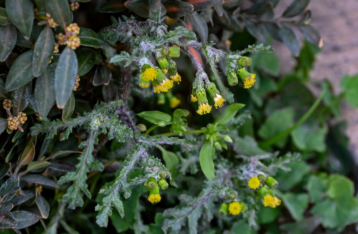 Изображение особи Senecio vulgaris.