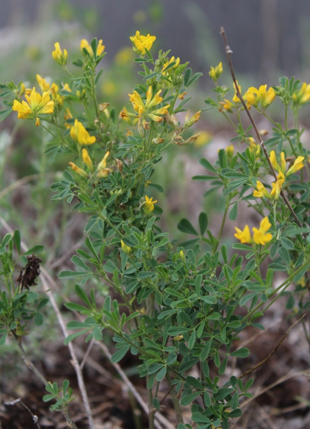 Image of Medicago falcata specimen.