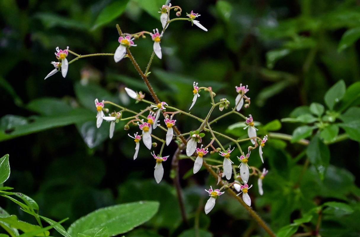 Image of Saxifraga stolonifera specimen.