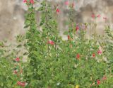 Salvia microphylla