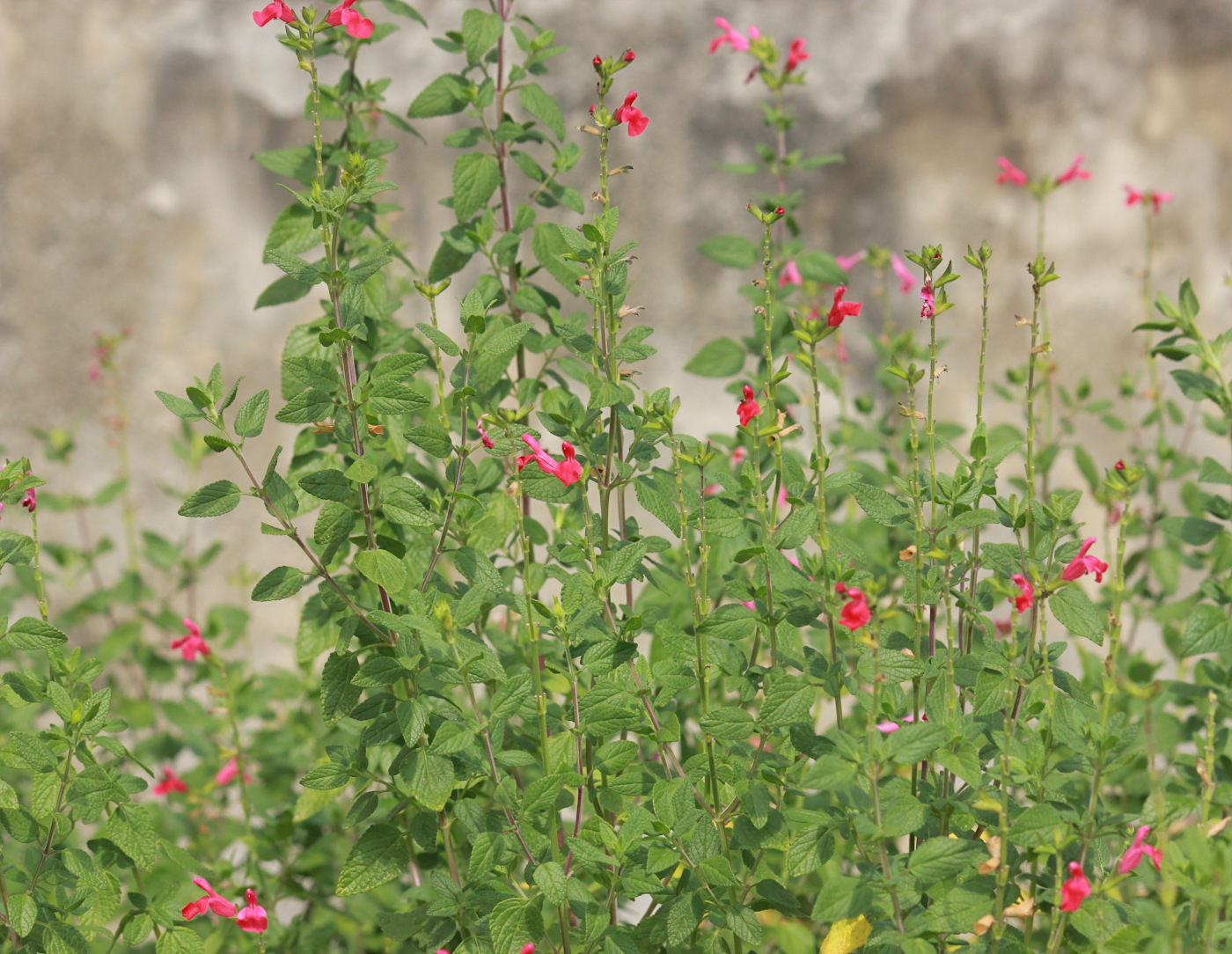 Image of Salvia microphylla specimen.