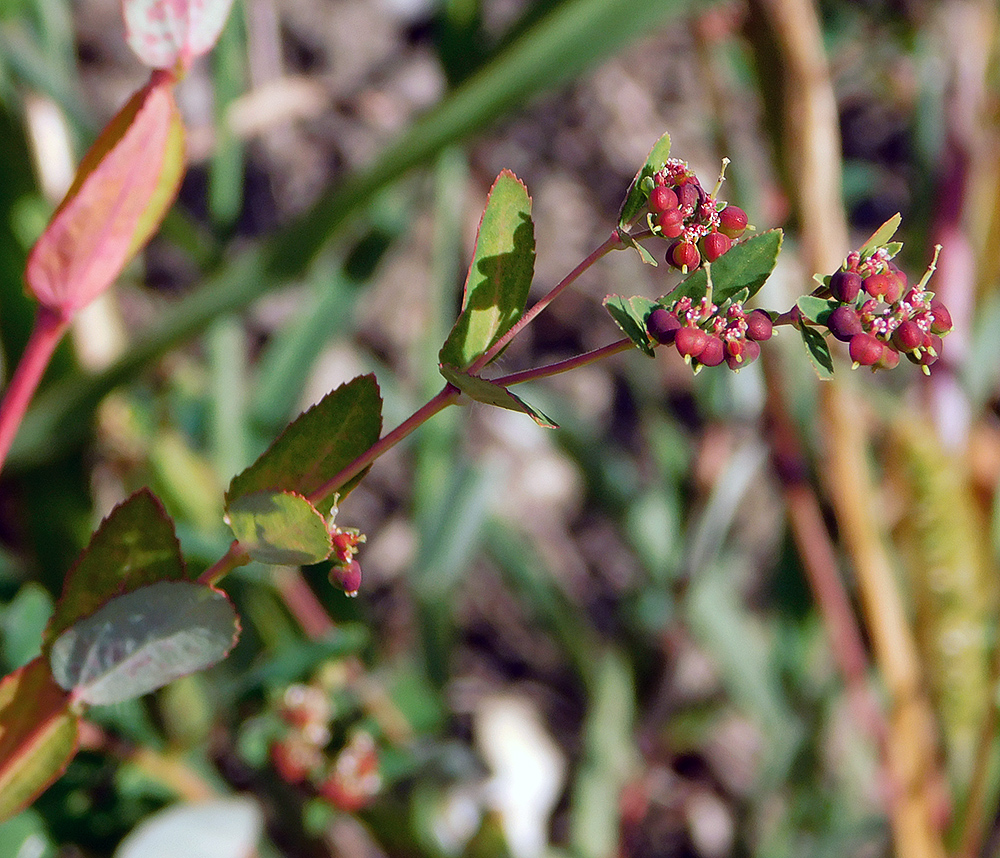 Image of Euphorbia nutans specimen.