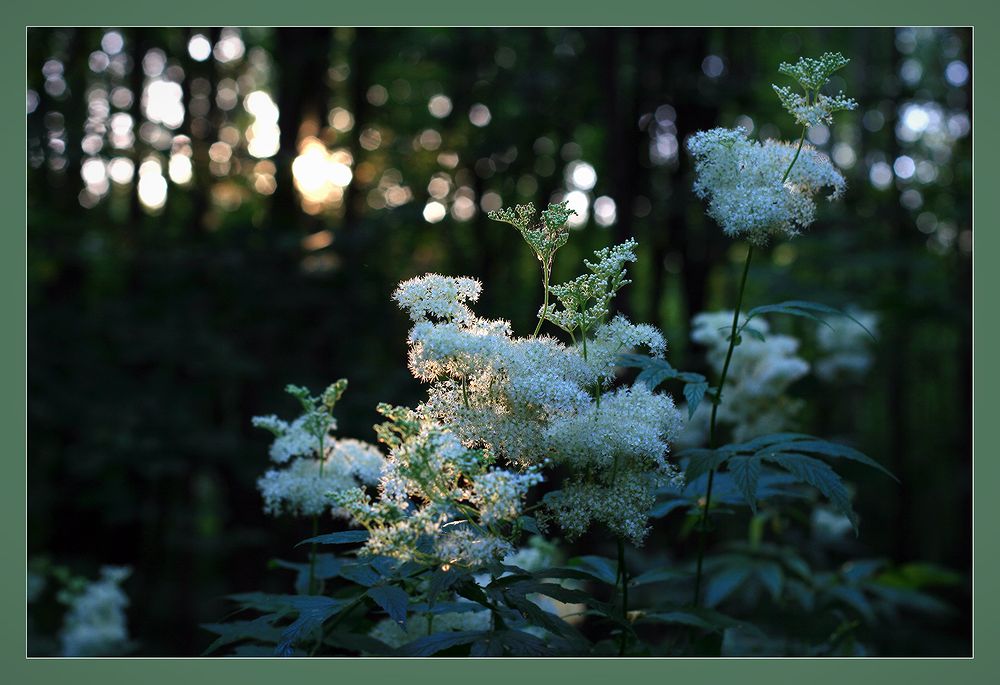 Image of Filipendula ulmaria specimen.