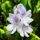 Eichhornia crassipes. Соцветие. Италия, г. Падуя, ботанический сад Падуи (Orto Botanico di Padova). Июль.