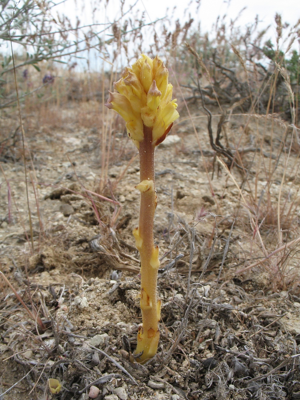 Image of Orobanche cumana specimen.