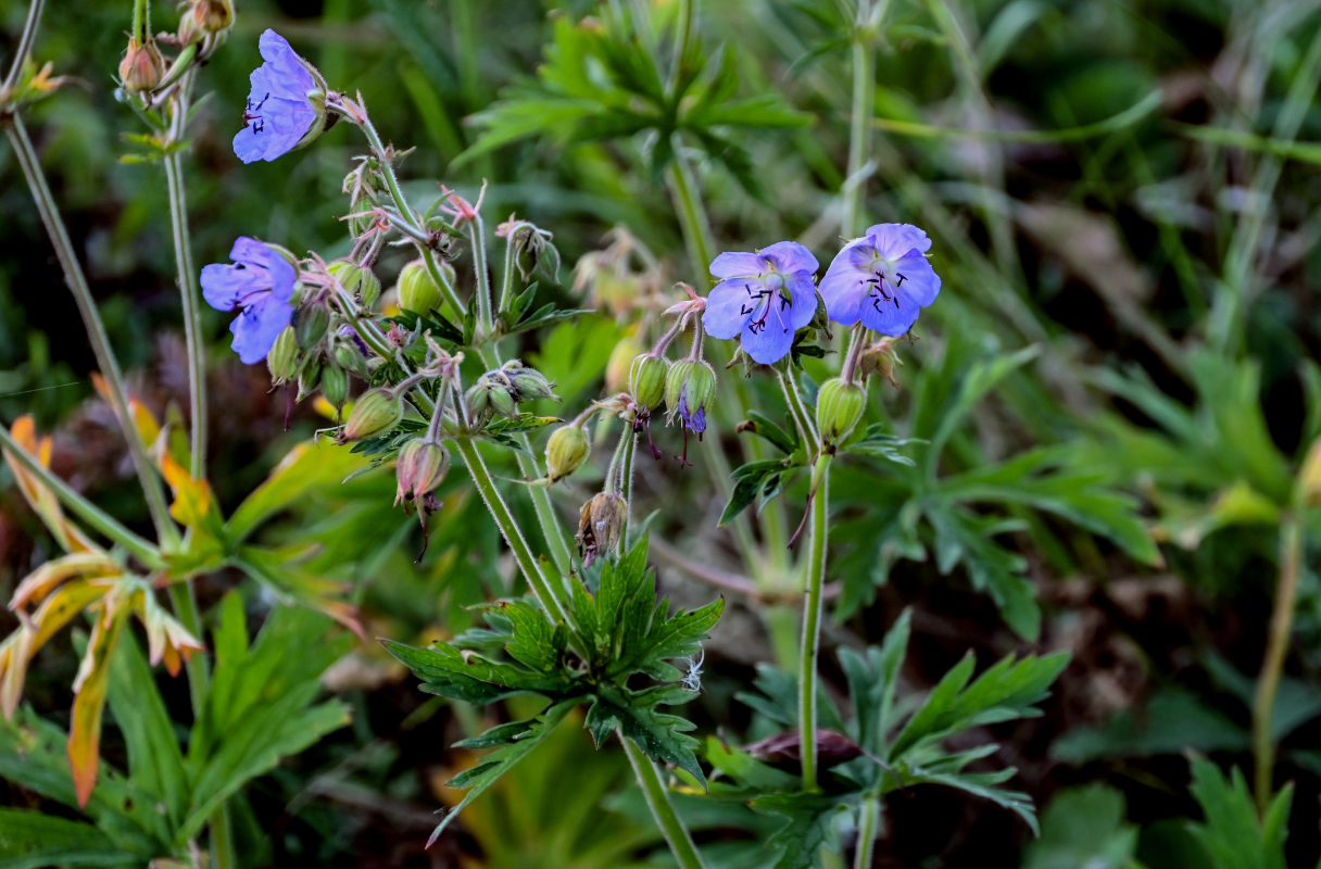 Изображение особи Geranium pratense.