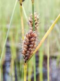 Смотреть изображение Carex lasiocarpa