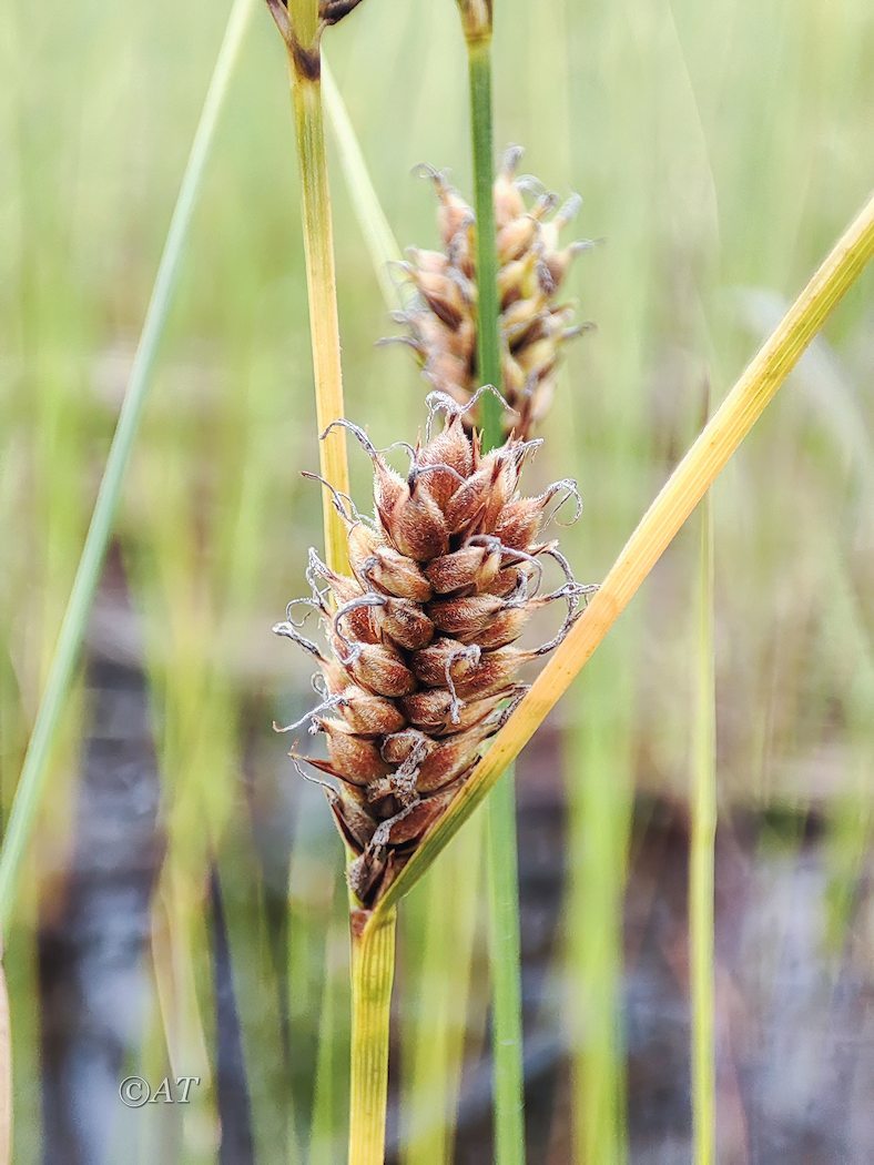 Изображение особи Carex lasiocarpa.