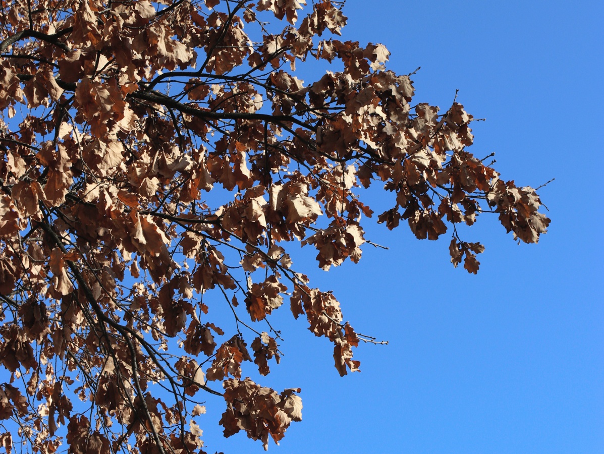 Изображение особи Quercus robur.