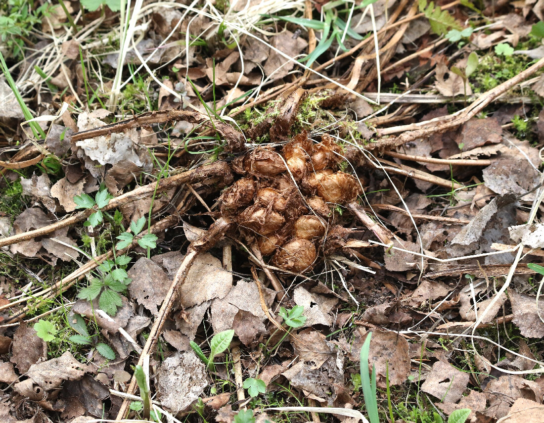 Изображение особи Dryopteris filix-mas.