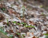 Corydalis caucasica. Цветущее растение. Краснодарский край, Крымский р-н, окр. станицы Неберджаевская, ур. Темрючки, дубово-грабовый лес. 22.03.2025.