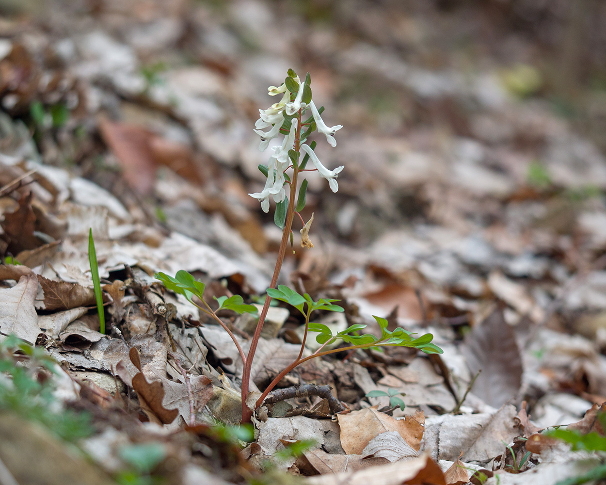 Image of genus Corydalis specimen.