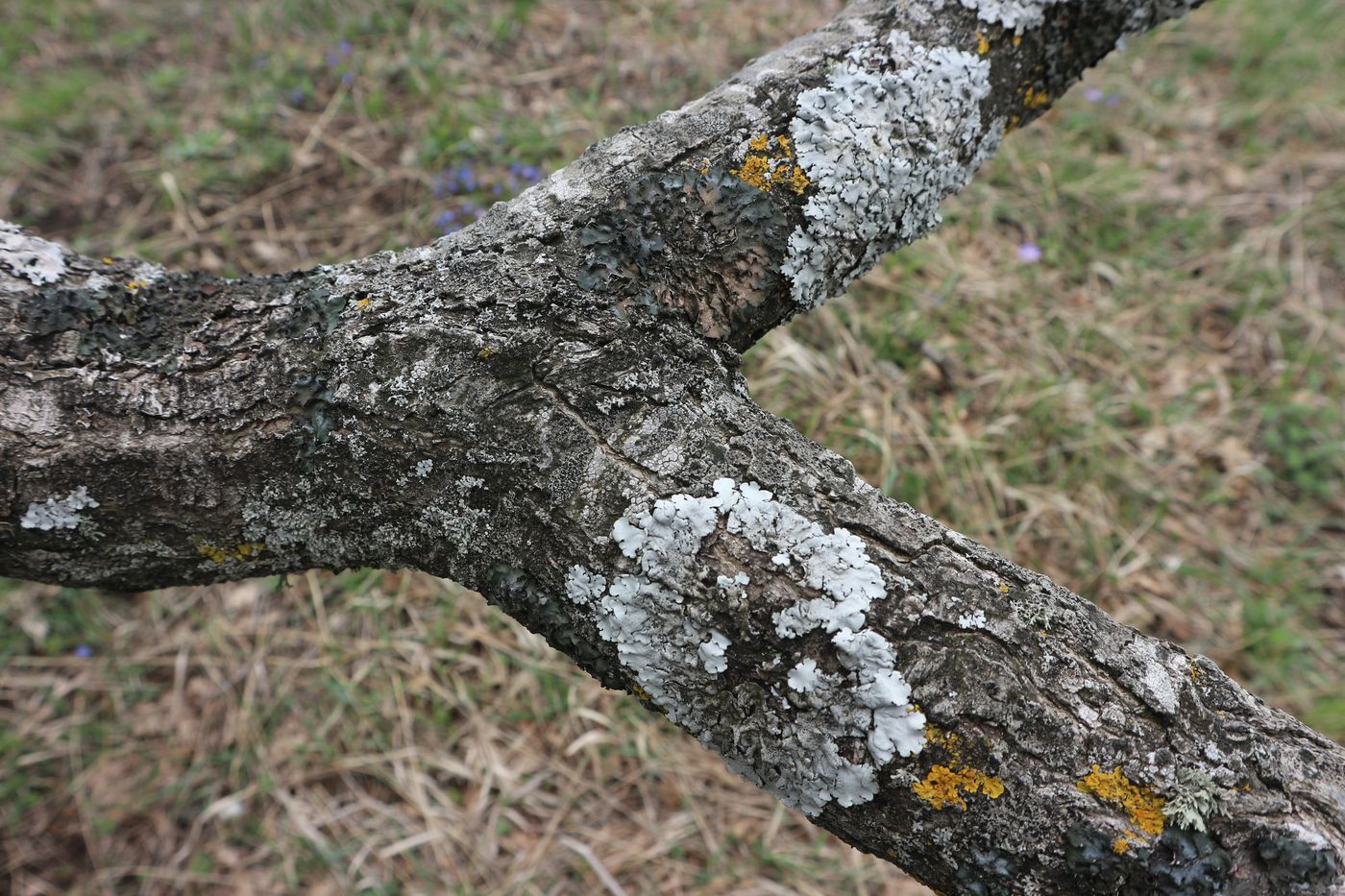 Image of genus Quercus specimen.