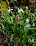 Galanthus woronowii