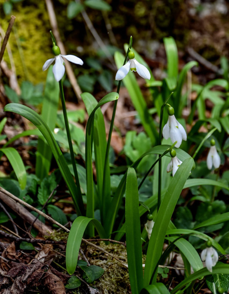 Image of Galanthus woronowii specimen.