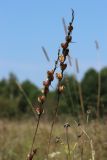 Gladiolus imbricatus. Соплодия со зрелыми вскрывшимися плодами. Беларусь, Витебская обл., окр. пос. Езерище, разнотравно-злаковый суходольный луг. 27.08.2024.