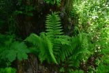 View full-size image genus Dryopteris
