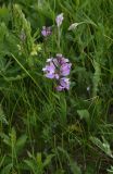 View full-size image genus Polygala