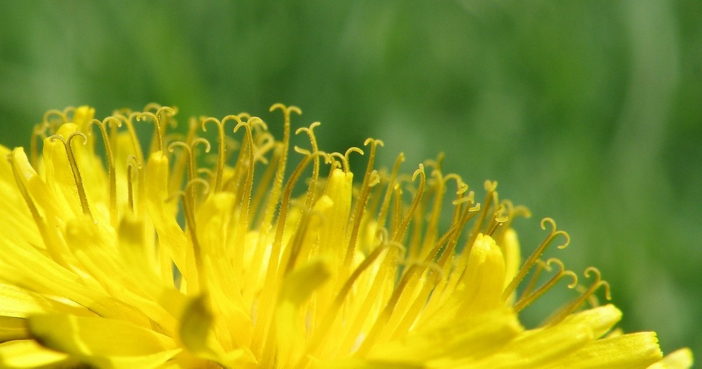 Изображение особи Taraxacum kjellmanii.