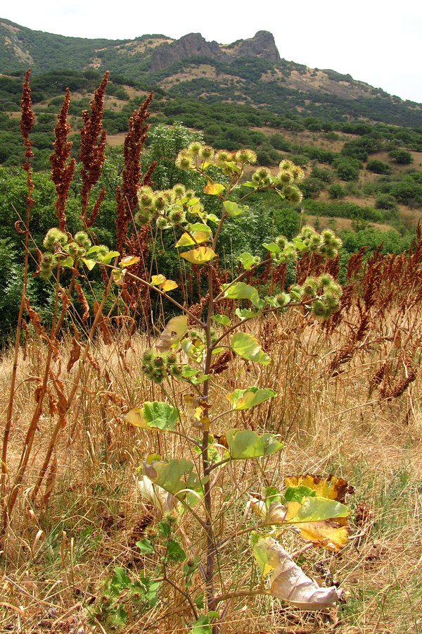 Изображение особи Arctium nemorosum.