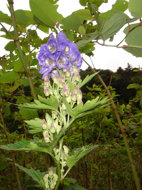 Изображение особи Aconitum kunasilense.