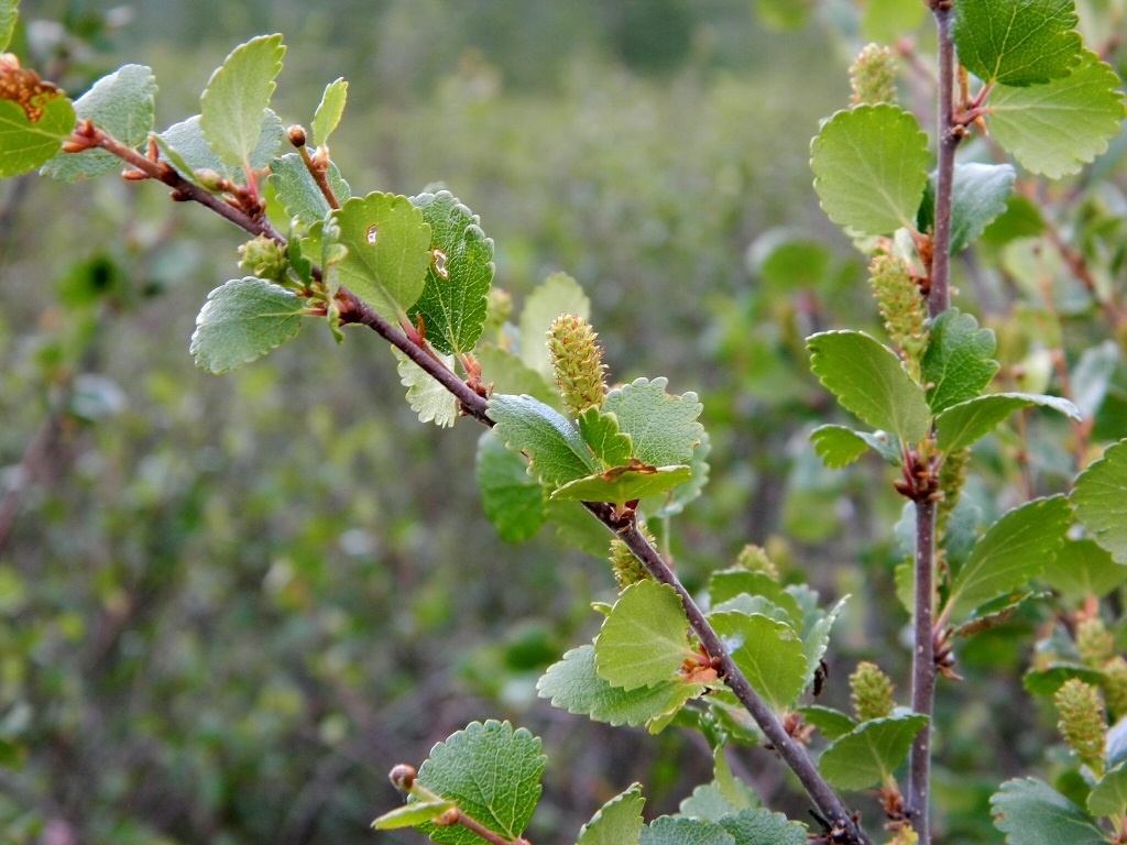 Image of Betula nana specimen.