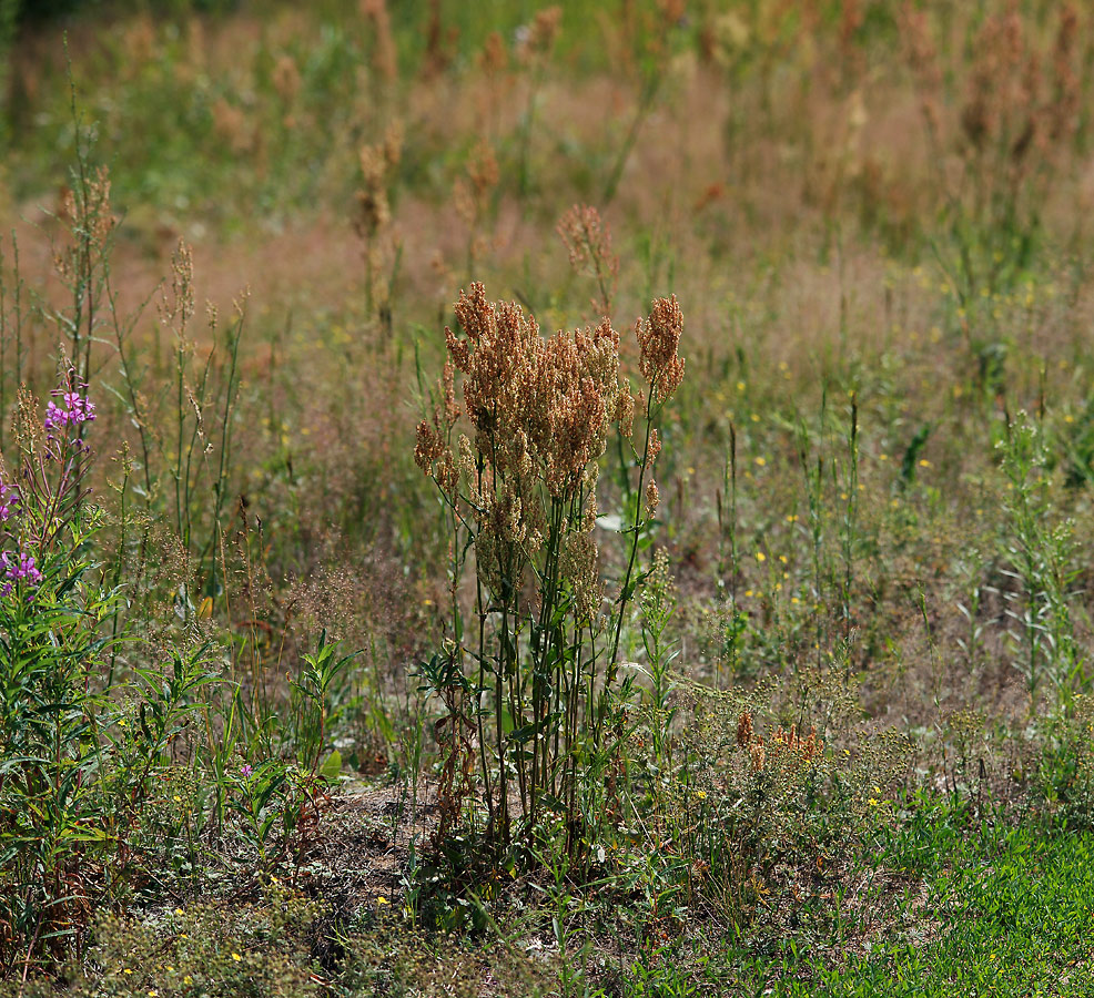 Image of Rumex thyrsiflorus specimen.