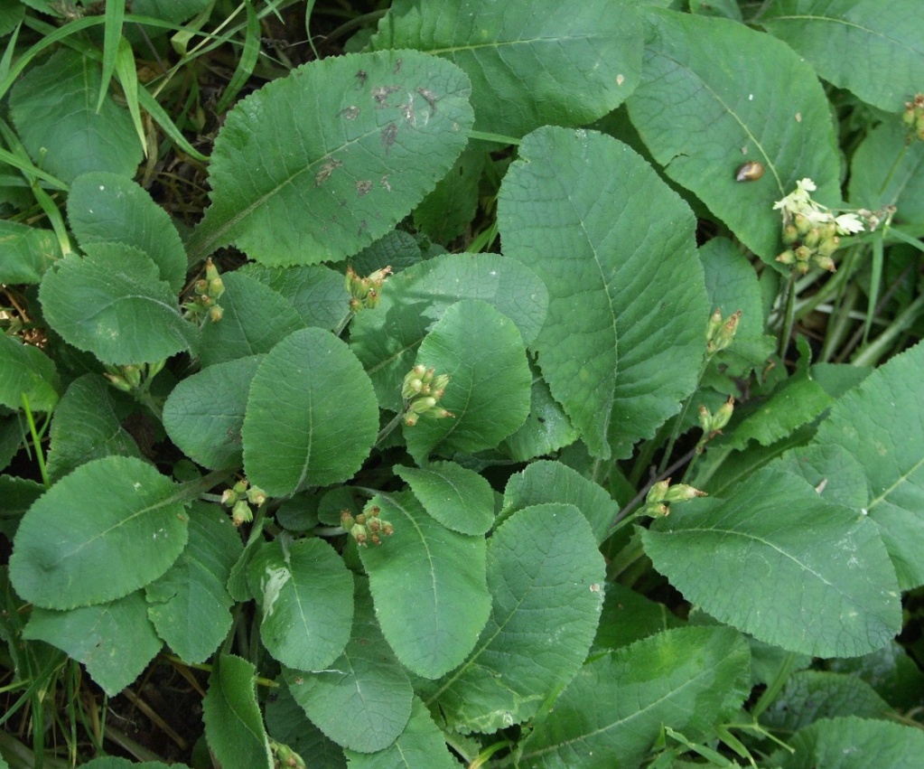 Image of Primula elatior specimen.