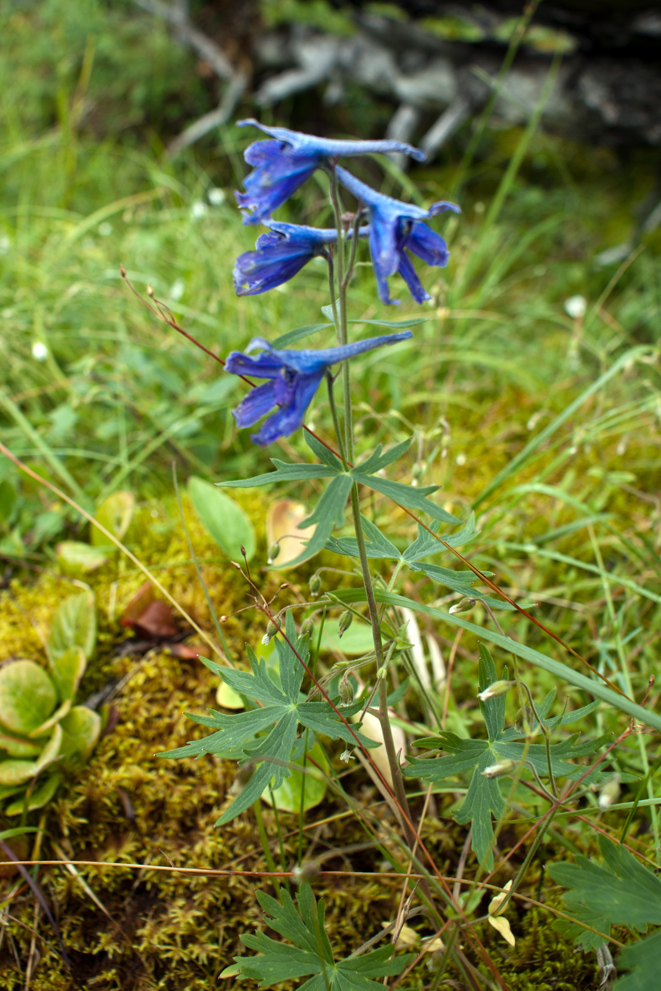 Изображение особи род Delphinium.