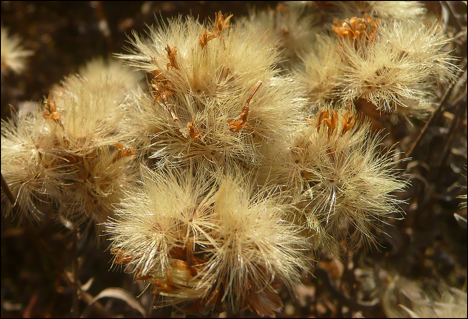 Image of Galatella villosa specimen.