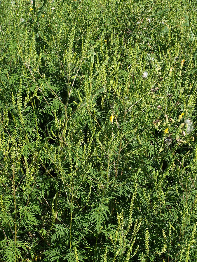 Image of Ambrosia artemisiifolia specimen.