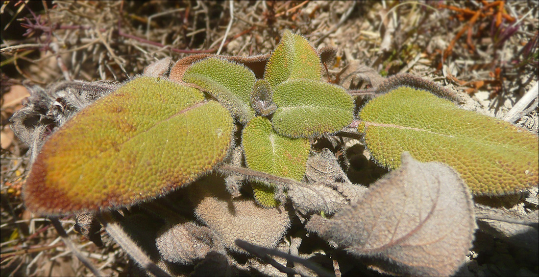 Image of Salvia ringens specimen.