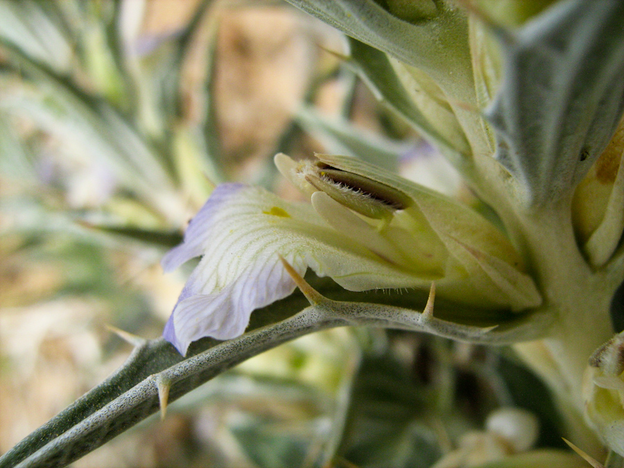 Image of Blepharis attenuata specimen.