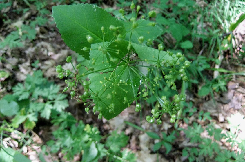 Image of Smyrnium perfoliatum specimen.