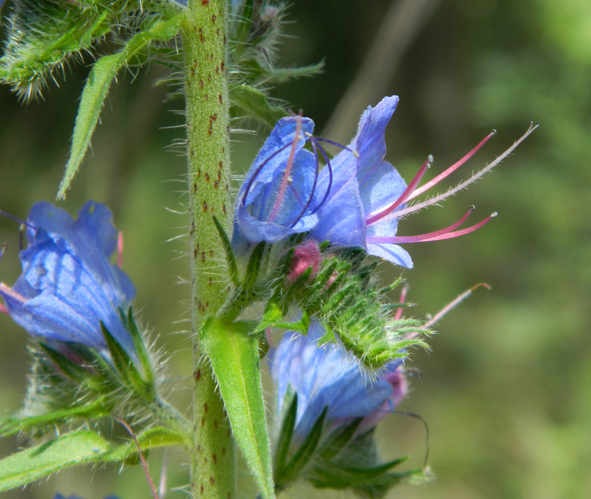 Растение с синими цветочками