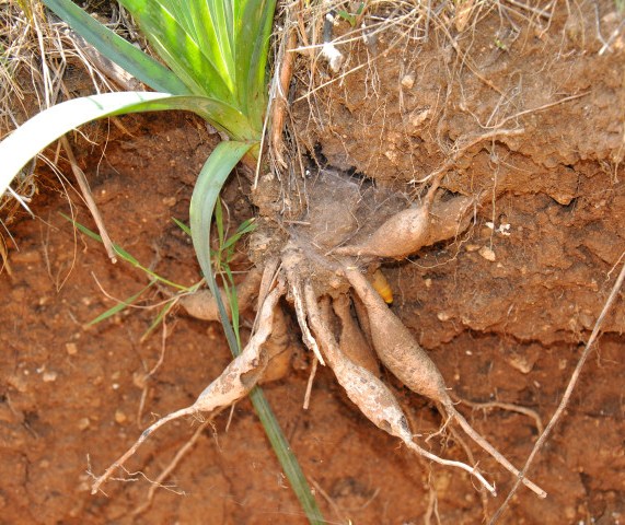 Image of Asphodelus ramosus specimen.