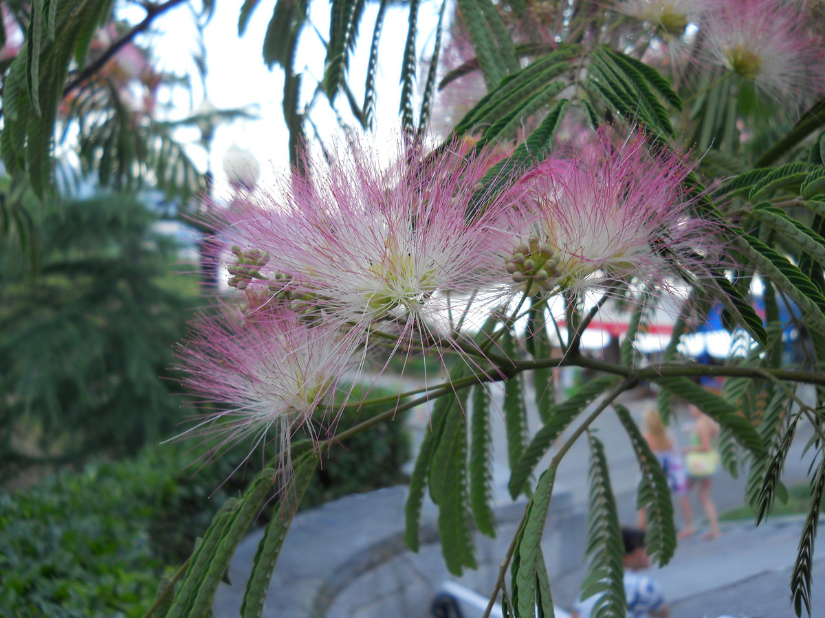 Image of Albizia julibrissin specimen.