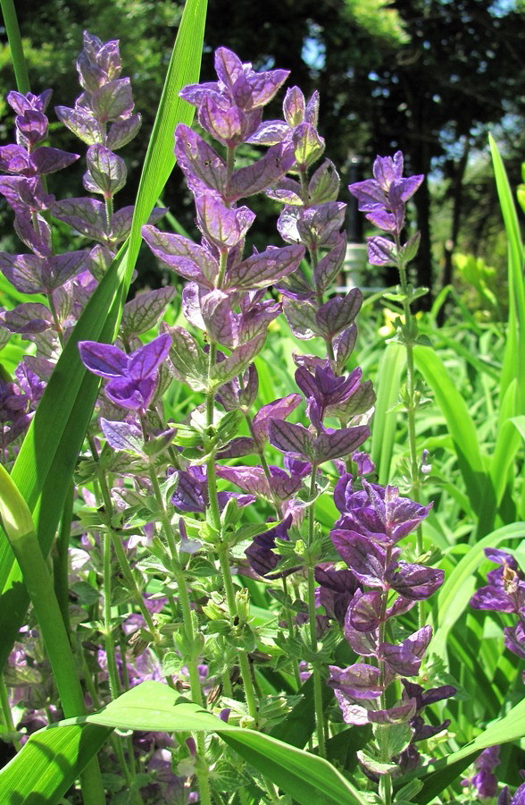 Image of Salvia viridis specimen.