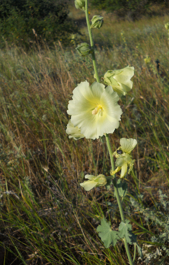 Image of Alcea rugosa specimen.