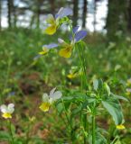 Viola tricolor. Верхушка цветущего растения. Татарстан, Бавлинский р-н. 14.07.2012.