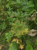 Aconitum nasutum. Нижняя часть побега. Кабардино-Балкария, Зольский р-н, долина Джилы-Су. 27.07.2012.