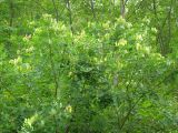 Maackia amurensis. Плодоносящее дерево на опушке леса. Приморье, Дальнегорск. 05.09.2006.