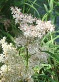 Filipendula palmata. Часть соцветия. Якутия (Саха), Нерюнгринский р-н, территория базы отдыха Нахот. 04.08.2012.